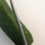 salmon-temaki-06 salmon temaki 06 150x150 Salmon Hand Roll Recipe