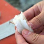lemonshrimp-3 lemonshrimp 3 150x150 Mayonnaise Shrimp Recipe